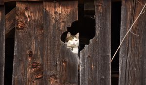 Preview wallpaper cat, fence, muzzle, peek