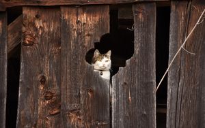 Preview wallpaper cat, fence, muzzle, peek