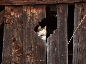 Preview wallpaper cat, fence, muzzle, peek