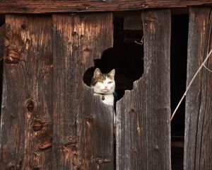 Preview wallpaper cat, fence, muzzle, peek