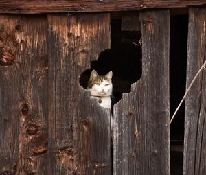 Preview wallpaper cat, fence, muzzle, peek