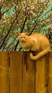 Preview wallpaper cat, fence, sit, nature