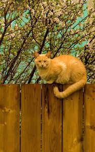 Preview wallpaper cat, fence, sit, nature