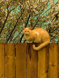 Preview wallpaper cat, fence, sit, nature