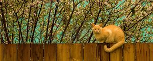 Preview wallpaper cat, fence, sit, nature