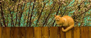 Preview wallpaper cat, fence, sit, nature