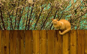 Preview wallpaper cat, fence, sit, nature