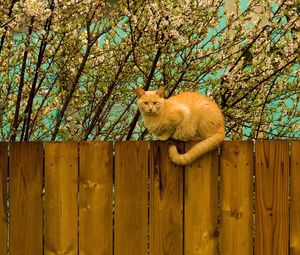 Preview wallpaper cat, fence, sit, nature