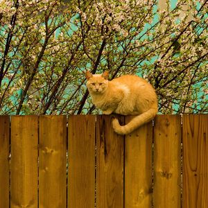 Preview wallpaper cat, fence, sit, nature