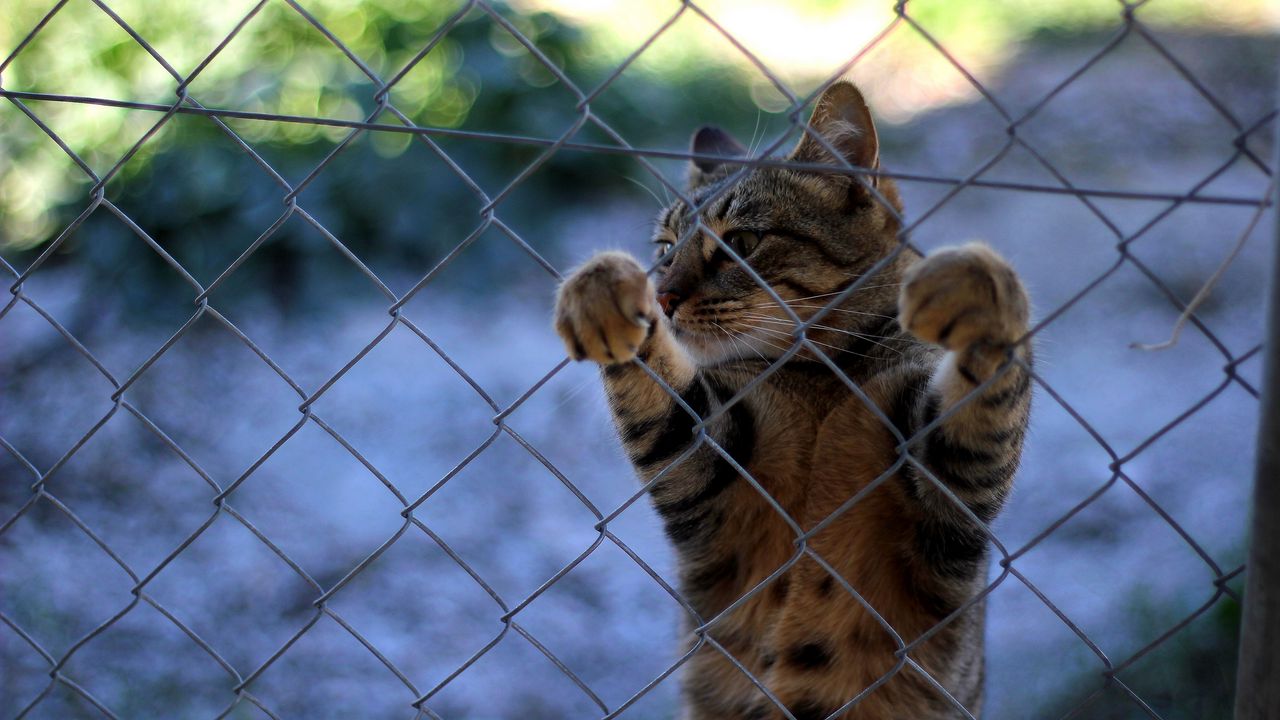 Wallpaper cat, fence, standing, legs