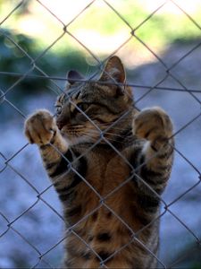 Preview wallpaper cat, fence, standing, legs