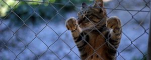 Preview wallpaper cat, fence, standing, legs