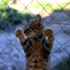 Preview wallpaper cat, fence, standing, legs