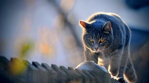 Preview wallpaper cat, fence, walk, look, sunlight