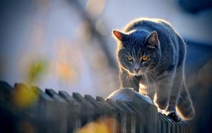 Preview wallpaper cat, fence, walk, look, sunlight