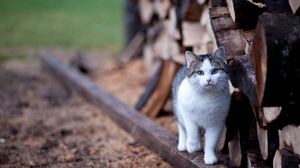 Preview wallpaper cat, fence, walk