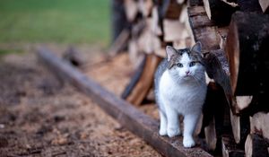 Preview wallpaper cat, fence, walk