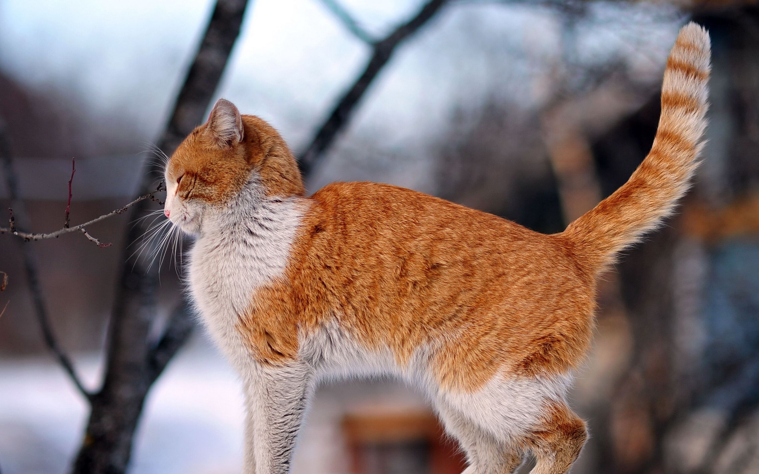 С хвостом на улице. Рыжий кот. Рыжая кошка. Хвост рыжего кота. Бело-рыжий пушистый кот.