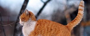 Preview wallpaper cat, fence, winter, street