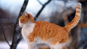 Preview wallpaper cat, fence, winter, street