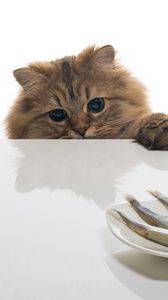 Preview wallpaper cat, fish, table, plate, food