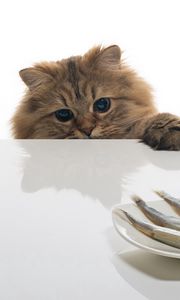 Preview wallpaper cat, fish, table, plate, food