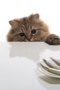 Preview wallpaper cat, fish, table, plate, food