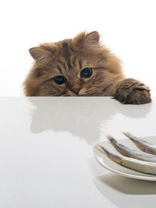 Preview wallpaper cat, fish, table, plate, food