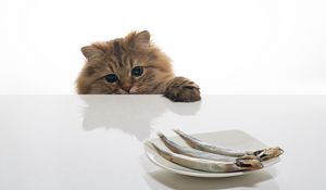 Preview wallpaper cat, fish, table, plate, food