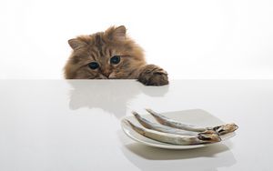 Preview wallpaper cat, fish, table, plate, food