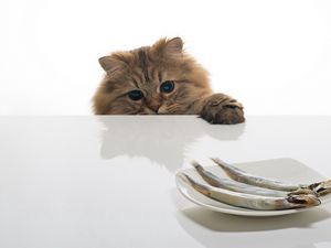 Preview wallpaper cat, fish, table, plate, food