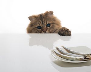 Preview wallpaper cat, fish, table, plate, food