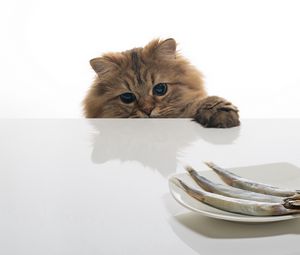Preview wallpaper cat, fish, table, plate, food