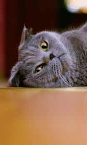 Preview wallpaper cat, flap-eared, brit, lie