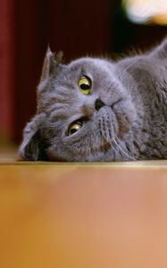 Preview wallpaper cat, flap-eared, brit, lie