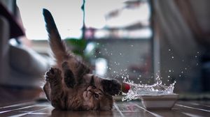 Preview wallpaper cat, flooring, bowl, spray, playful