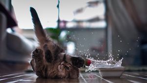 Preview wallpaper cat, flooring, bowl, spray, playful