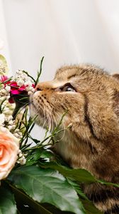 Preview wallpaper cat, flower, flowers, smell