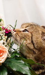 Preview wallpaper cat, flower, flowers, smell