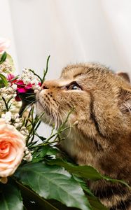 Preview wallpaper cat, flower, flowers, smell