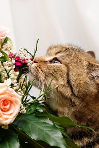 Preview wallpaper cat, flower, flowers, smell