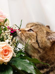 Preview wallpaper cat, flower, flowers, smell