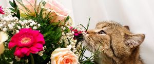 Preview wallpaper cat, flower, flowers, smell