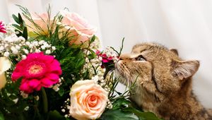 Preview wallpaper cat, flower, flowers, smell