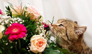 Preview wallpaper cat, flower, flowers, smell