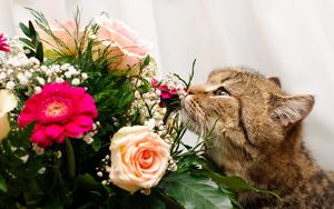 Preview wallpaper cat, flower, flowers, smell