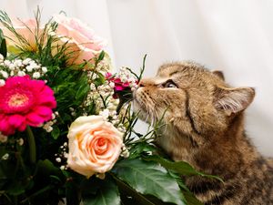 Preview wallpaper cat, flower, flowers, smell