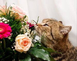 Preview wallpaper cat, flower, flowers, smell