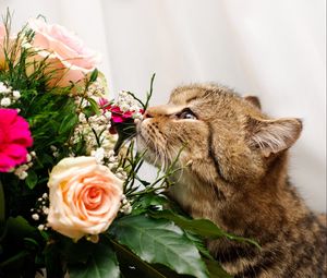 Preview wallpaper cat, flower, flowers, smell