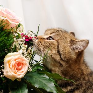 Preview wallpaper cat, flower, flowers, smell